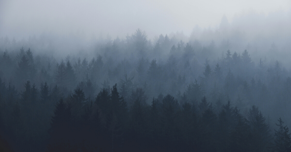 Ködbe vesző fák.